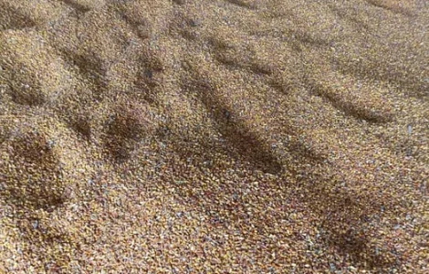 Кукурудза кормова