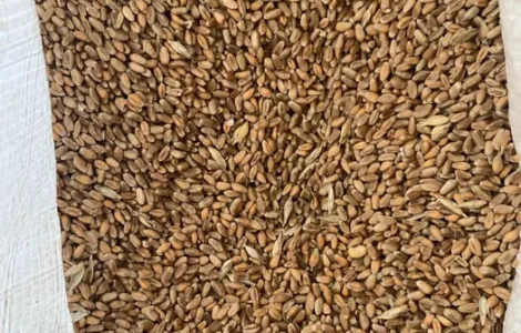 Корм для домашніх тварин : кукурудза кормова