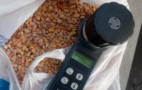 Продам кукурудзу кормову