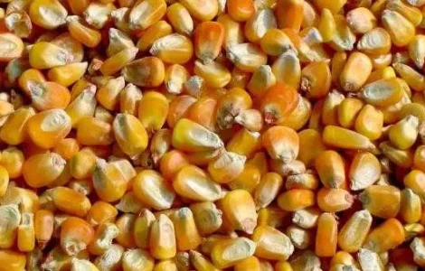 Кормова кукурудза