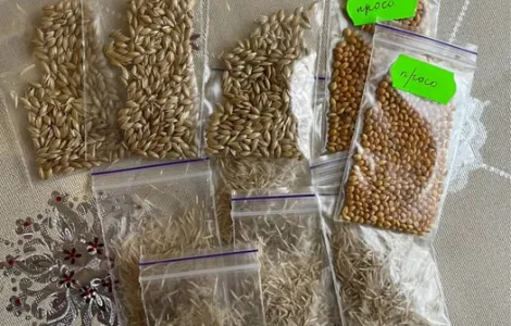 Просо. Насіння злаків .