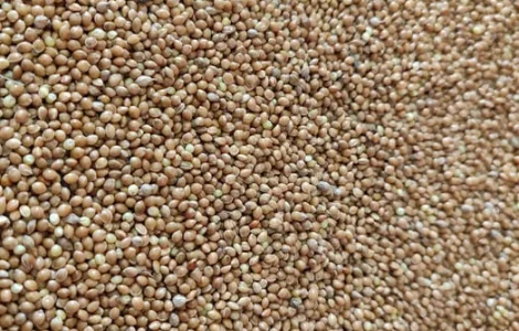 Просо жовте зерно, насіння, корм для папуг, птахів