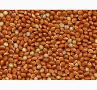 Продаю посівне насіннячервоного проса