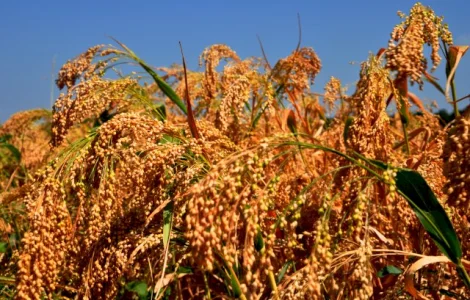 Просо ультрараннє Біла альтанка сертифіковане