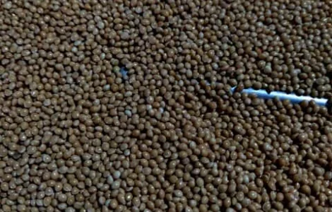 Продам насіння просо для пожнивних посівів