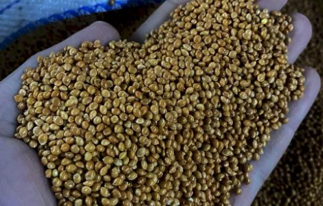 ПРОСО (семена) продадим