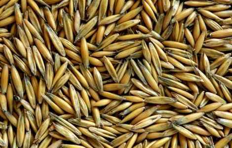 Продаж овсу сортів Парламентський та Світанок С-1