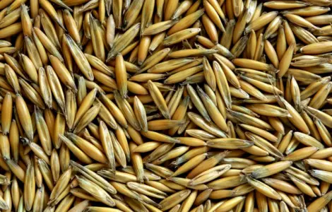 Продам овес, сорта Парламентский и Світанок С-1