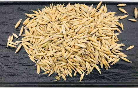 Продам овес