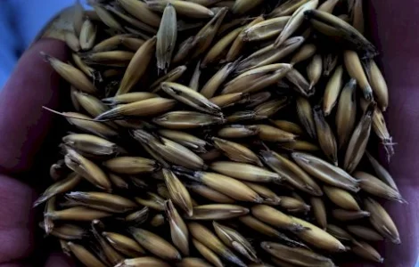 Овес посівний