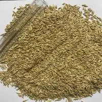 Продам посадочный овес
