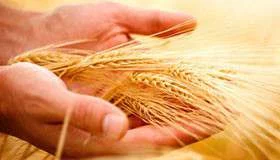 Семена овса Парламентский, элита.