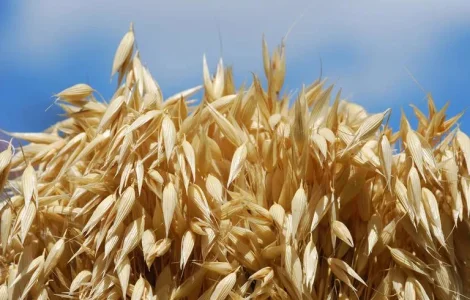 Семена овса, сорта Нептун; Зирковый и т.д.