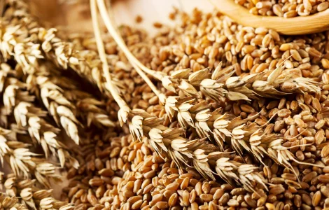 Продам овес