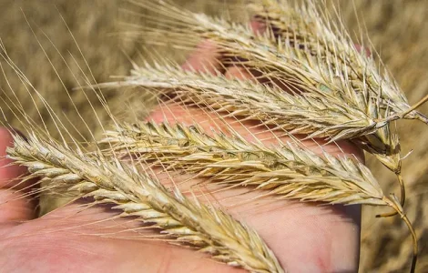 Жито посівне гібрид насіння