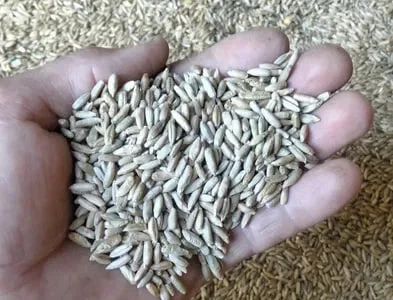 Жито непоганої якості .Цьогорічне 2025.