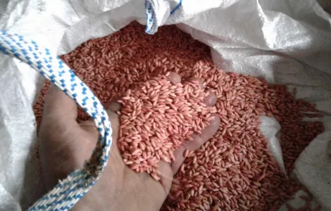 Зерно жито протруєне