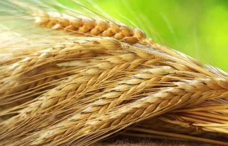 Продам насіння жита