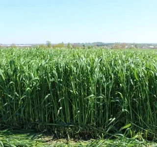 Жито Прогас - (1 млн насіння)