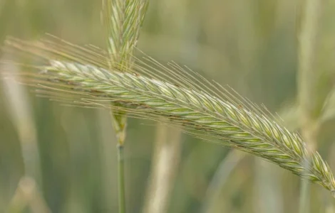 Жито КВС Тайо (1 млн насіння)