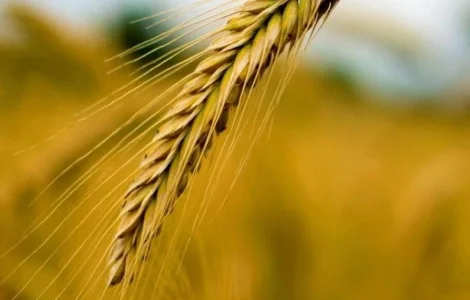 Жито КВС Боно (1 млн насіння)