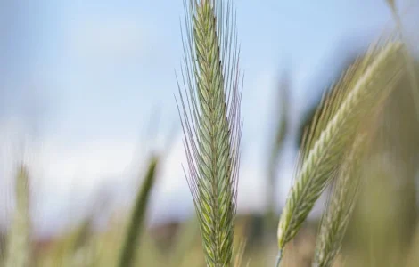 Жито Ігор - (1 млн насіння)