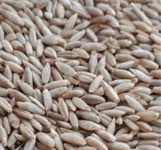 Жито урожай 2024 року 20 кг