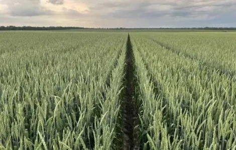 Насіння пшениці, тритикале, люпину та льону