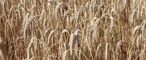 Семена Тритикале Папсуевское