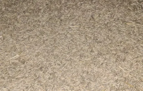 Продам овес. Тритикале. Урожай 2025 рік