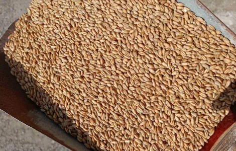 Продам тритікале, овес, пшеницю, ячмінь.