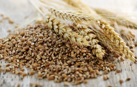 Продам зерно тритікале