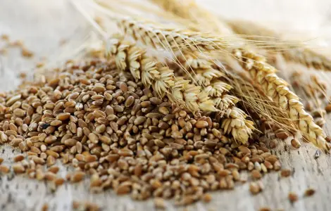 Продам зерно тритикале