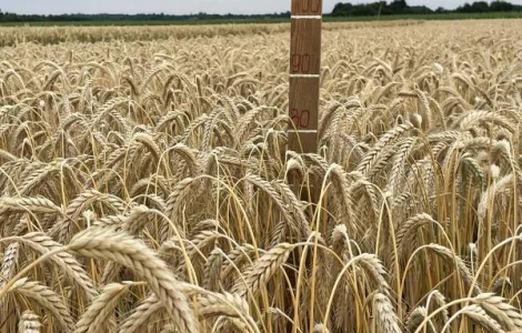 Семена тритикале дворучка Єгор