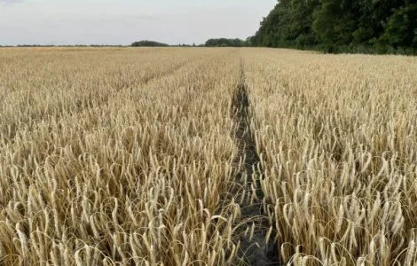 Семена тритикале озимой Пудик, еліта