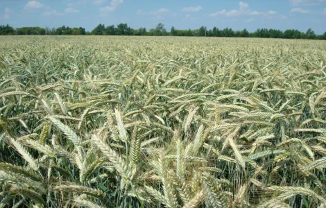 Семена тритикале ярового Легинь Харьковский