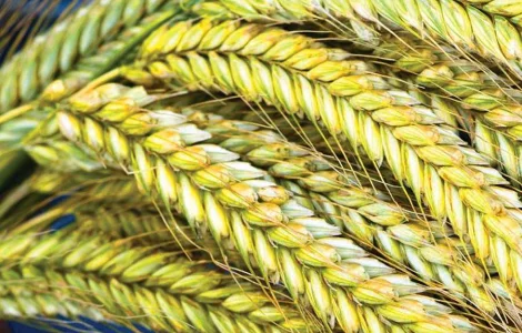 Семена озимого тритикале Славное, элита