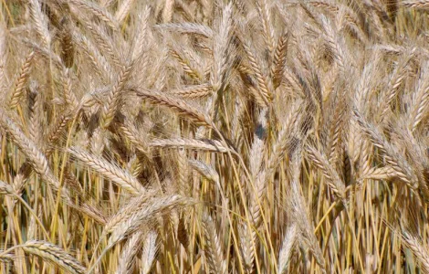 Семена озимого тритикале Щедрое Носовское