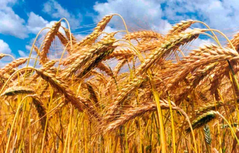 Семена озимого тритикале Славное, 1 репродукция