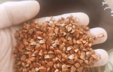 Насіння гречки FLORIDA, ЕЛІТА, трансгенний сорт