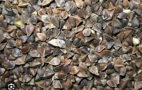 Гречка насіння гречки