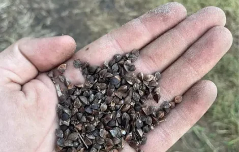 Продам насіння гречки