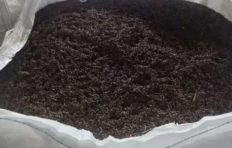 Продам семена гречки сорт Пенни