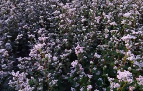 Насіння ранньостиглої гречки PENNY