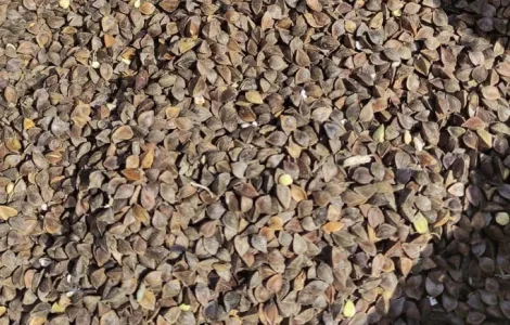 Гречка посівна, насіннєва, на посів, насіння