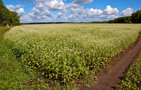 Продам насіння гречки АРНО і PANNY