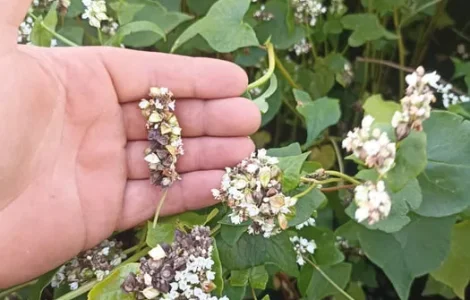 Продам насіння гречки