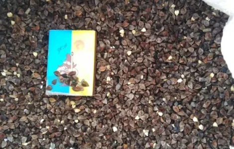 Насіння гречки Гранбі (Granby)