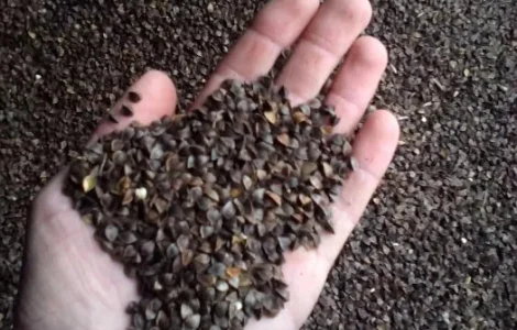 Продам насіння гречки