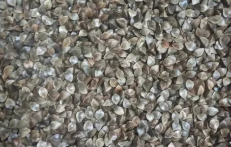 Продам насіння гречки